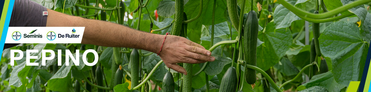 Pepino banner