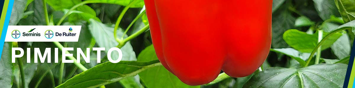 Pimiento banner