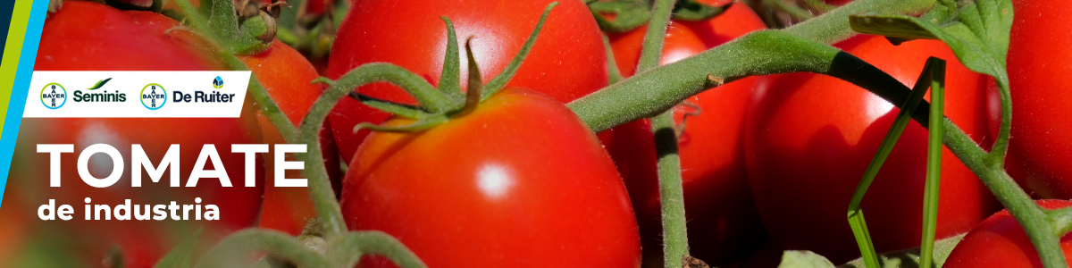 Tomate Banner