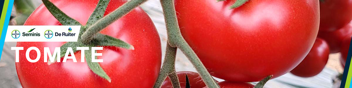Tomate Banner