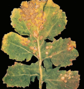 Virus del mosaico de nabo