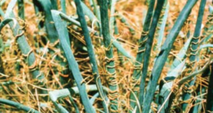 Cuscuta envuelta alrededor de hojas y tallo de cebolla.