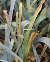 Clorosis foliar y muerte en puerros con infección severa por Puccinia allii.