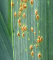 Pústulas uredales con clorosis circundante en el puerro.