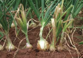 Hojas de color verde pálido a amarillo secándose desde las puntas.