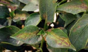 Patrón característico de "hoja de roble".