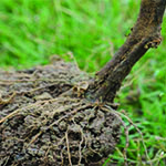 La podredumbre del tallo por Didymella suele empezar en la base del tallo. (Cortesía de Dominique Blancard, Instituto Nacional de Investigación Agrícola de Francia)