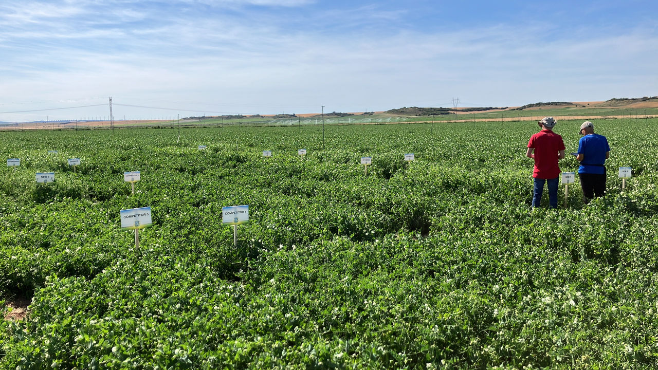 Involucrar a los clientes en el futuro del guisantes