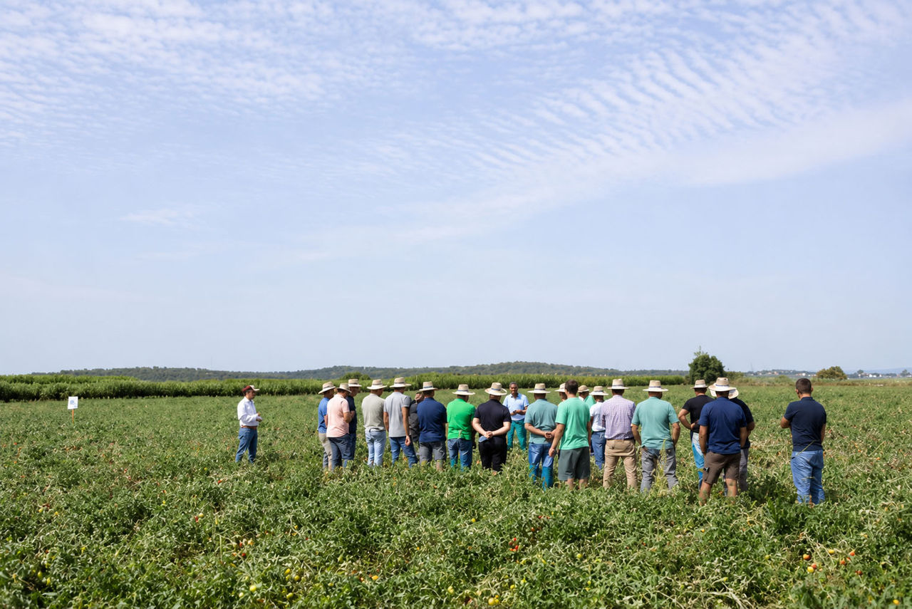 Grupo de agricultores y técnicos durante una visita de campo en un cultivo de tomate al aire libre.