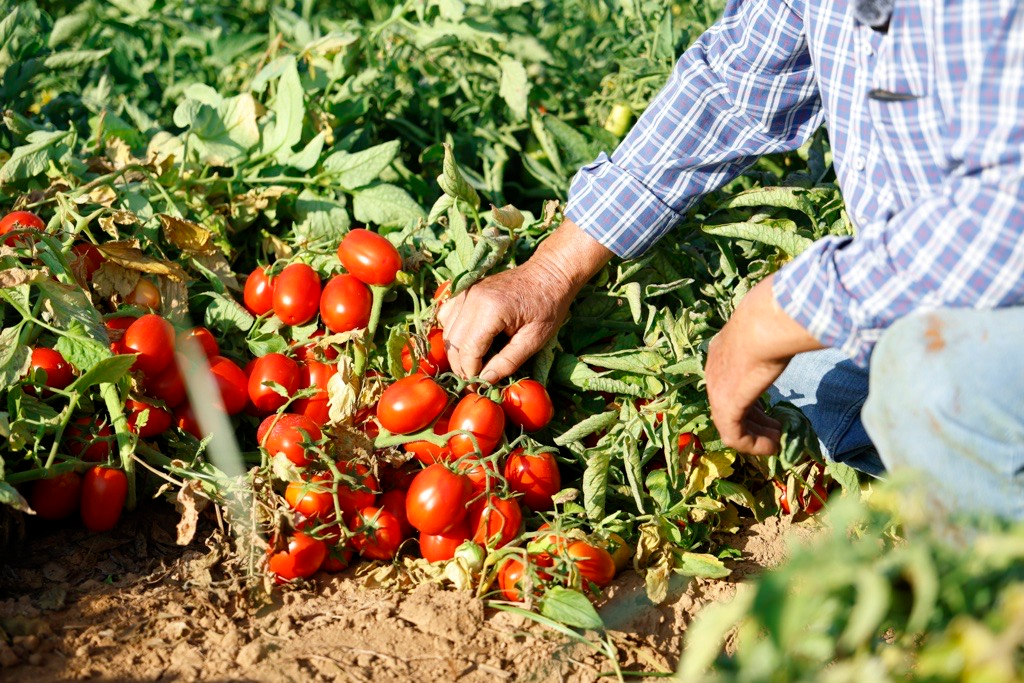 Persona recolectando tomates maduros directamente de la planta en un cultivo al aire libre.