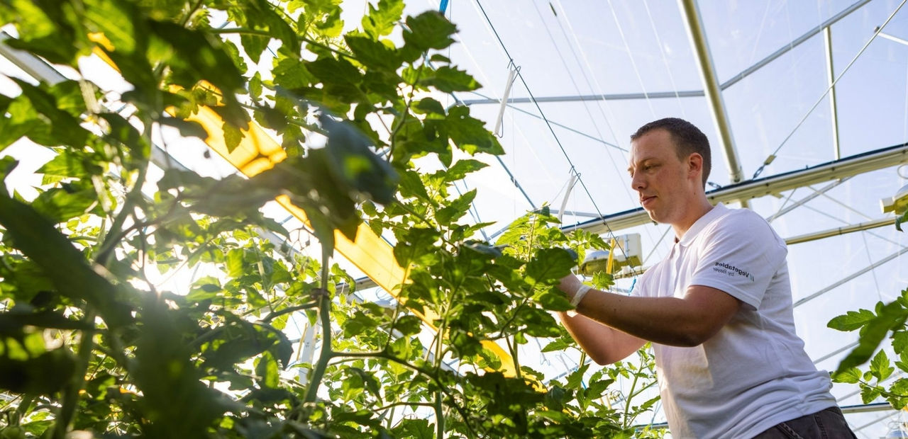 Tomato_grower_in_a_greenhouse