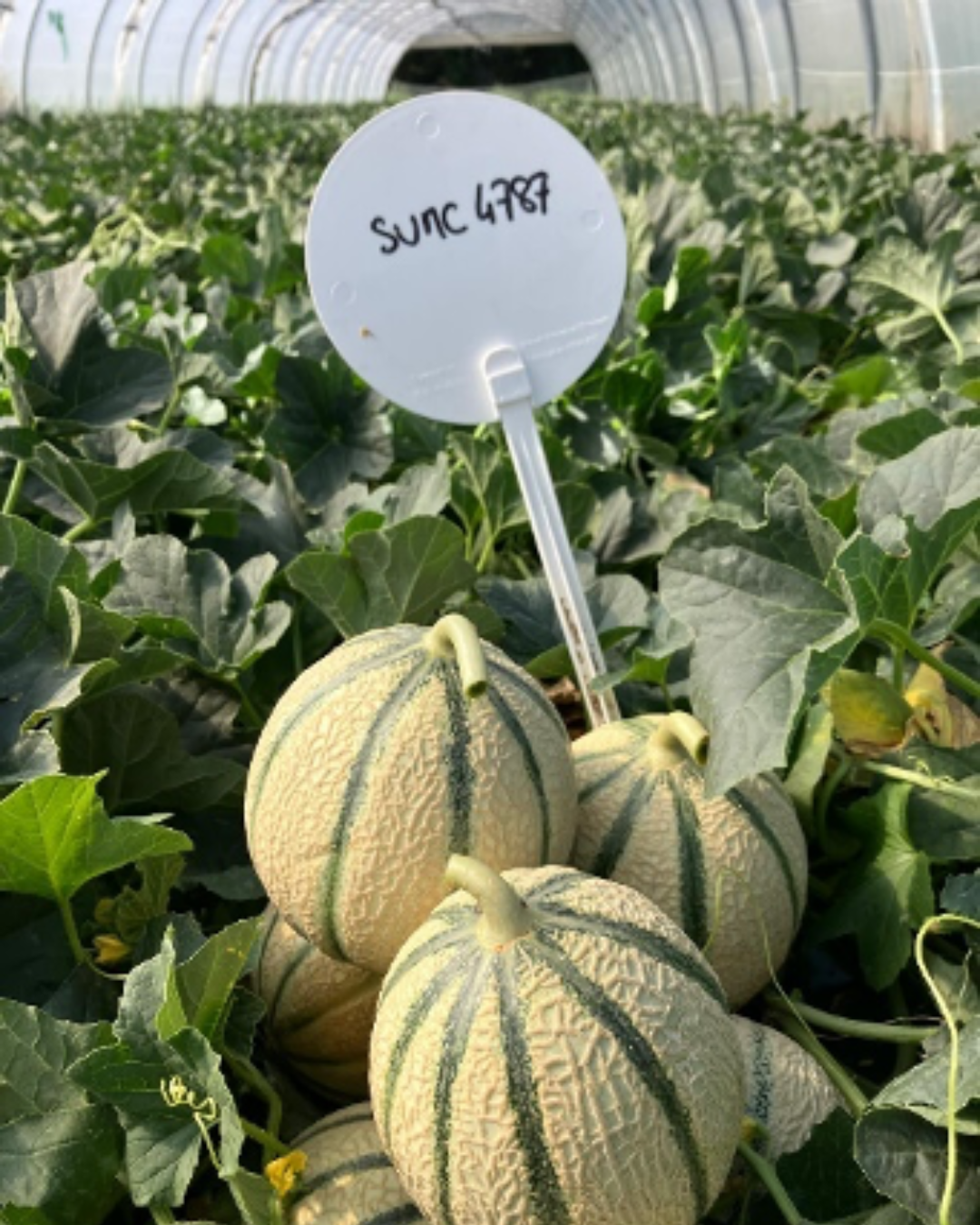 Votre texte de paragraphe - melon sous serre