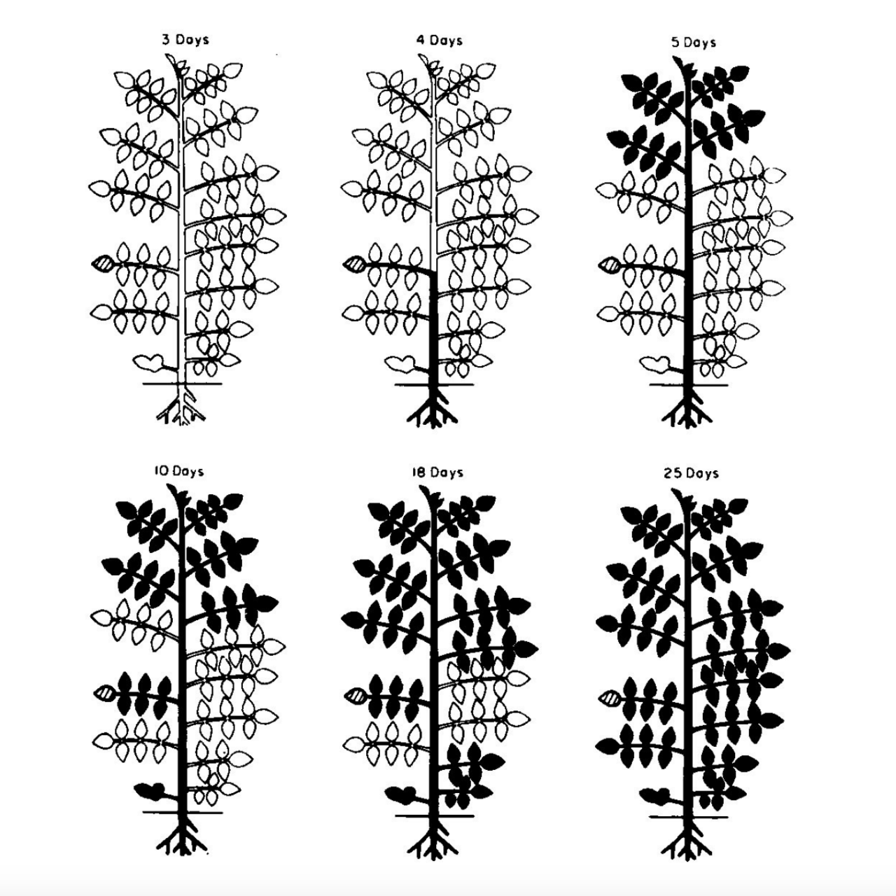 Le mouvement du virus de la mosaïque du tabac à l'intérieur de la plante