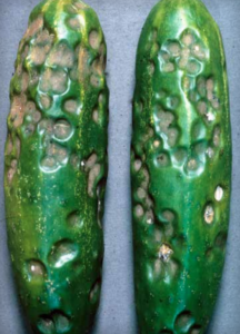 Symptômes post récolte sur concombre (Source : Charles Averre)