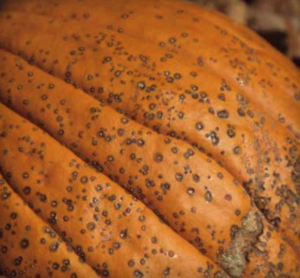 Lésions de Xanthomonas sur courge (Source : Margaret T. McGrath)