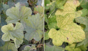 Symptômes du CYSDV sur feuilles de melon. L’apparition de tâches (photo de gauche) pouvant évoluer en « fausse chlorose » (photo de droite) (Source : Judy Brown)