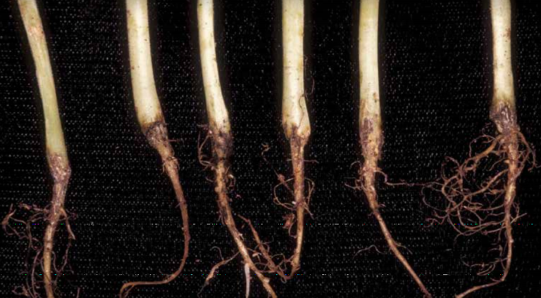 Plantules de pastèque infectées par Thielaviopsis basicola. (Source : Gerald Holmes)