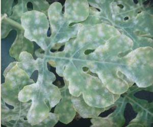 Oïdium sur feuilles de pastèque