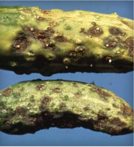 Infection sur un fruit de concombre 