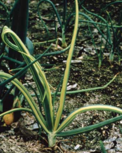 Foliar symptoms showing yellow leaf streaking.