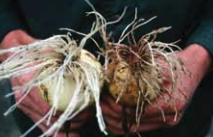 Pink root-resistant bulb (left) and susceptible bulb (right).