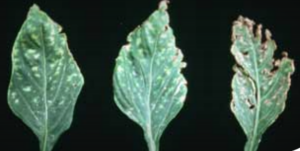 Carbofuran phytotoxicity on pepper.