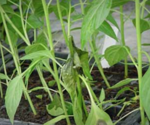 Wet rot of pepper seedlings.
