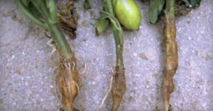 Trifluralin: stem swelling.