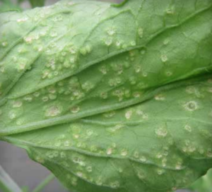 Œdème : boursouflures sur la face inférieure des folioles.