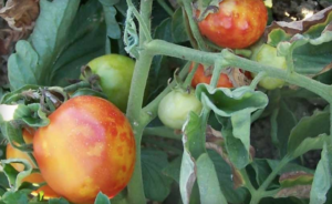 TSWV : fruit décoloré 