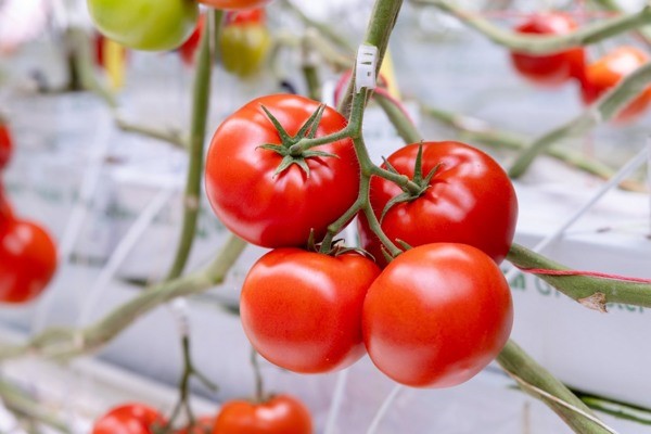 ToBRFV stratégie clé