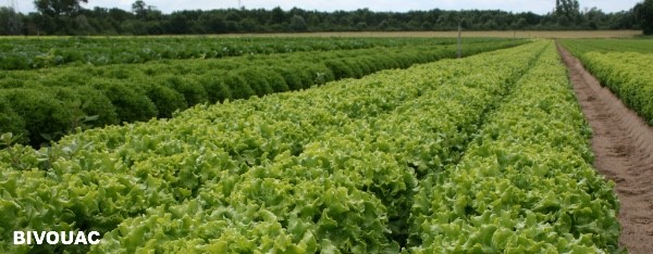 Dans les pas de… Thomas Juarez(3) : Son analyse pour la région Rhône Alpes