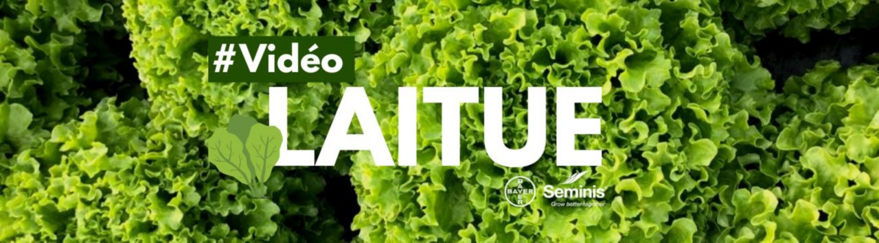 vidéo laitue