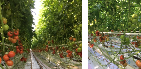 Illustrations ici avec Luminance, 2020