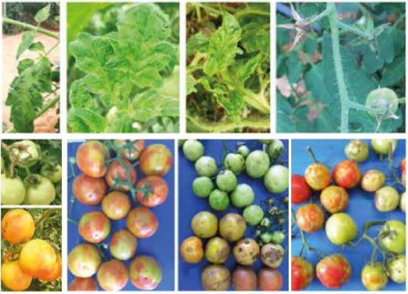 Photos sur l'aimable autorisation de Neta Luria, Elisheva Smith, Aviv Dombrovsky ; https://journals.plos.org/plosone/article?id=10.1371/journal.pone.0170429