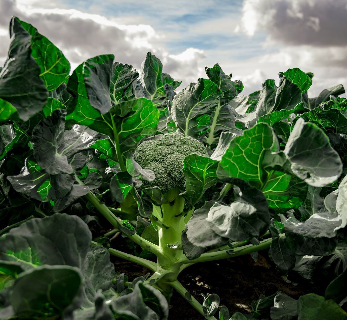 High Rise™ broccoli
