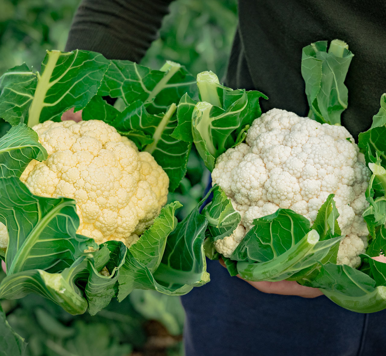 Whitex variety Cauliflower