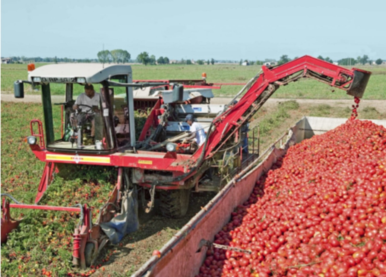 Enhancing production of processing tomatoes in California
