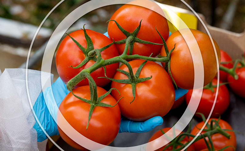 rootstock tomato plants cultivating in glasshouse