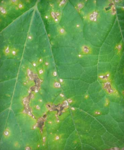 spots on pumpkin. (Courtesy of Margaret T. McGrath)