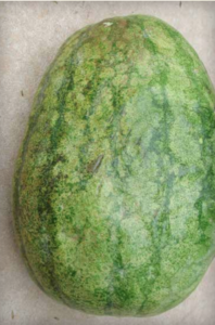 Irregular shaped watermelon due to Cucumber vein-yellowing virus infection. (Courtesy of Moshe Lapidot)