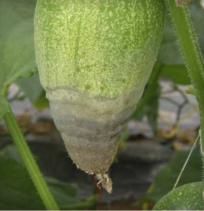 Botrytis cinerea infection on cucumber fruit.