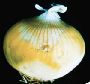 Affected tissue collapses and becomes bleached in appearance.