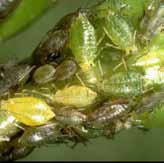 Nymphs of the green peach aphid