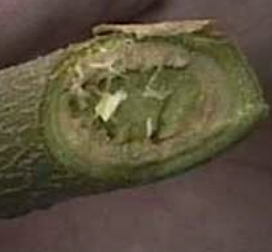 Vascular discoloration of eggplant stem.