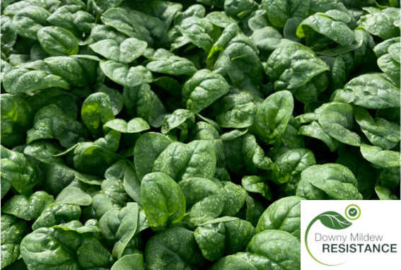 Disko spinach variety