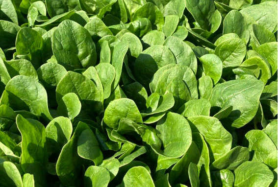 Disko spinach variety