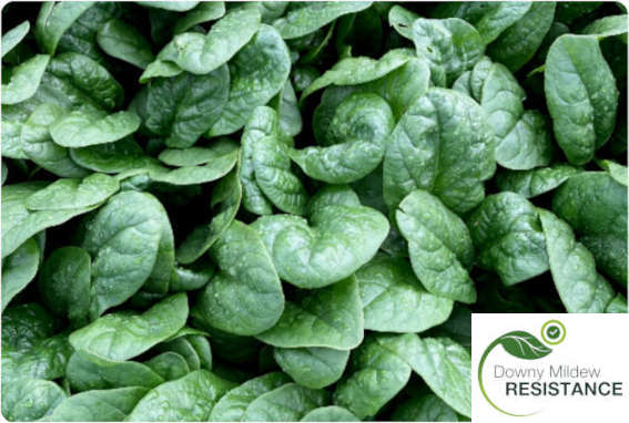 Taliabu spinach variety