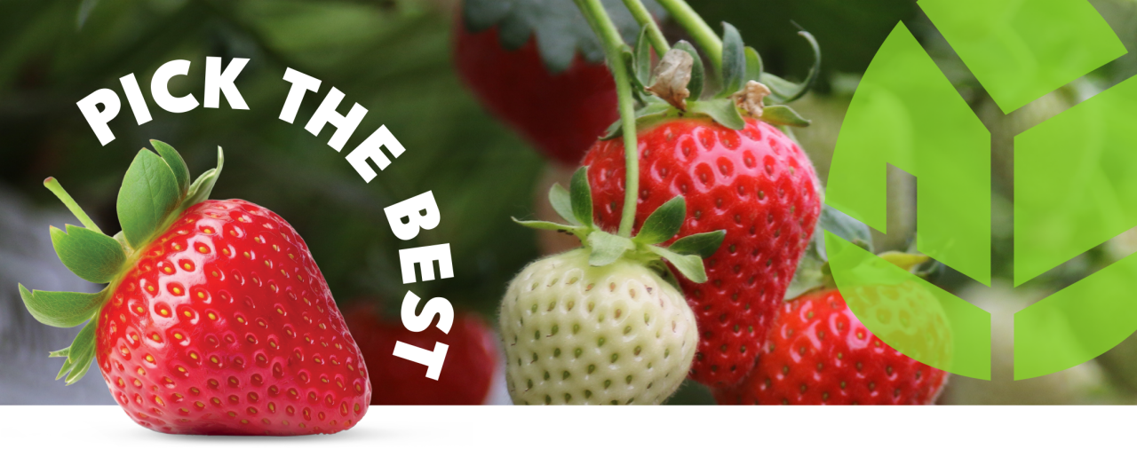 Meet our strawberry varieties