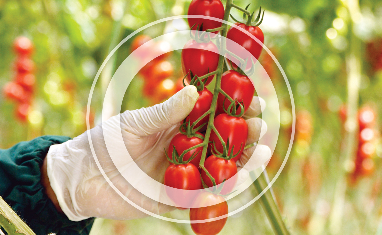 tomatoes on the vine in glasshouse environment